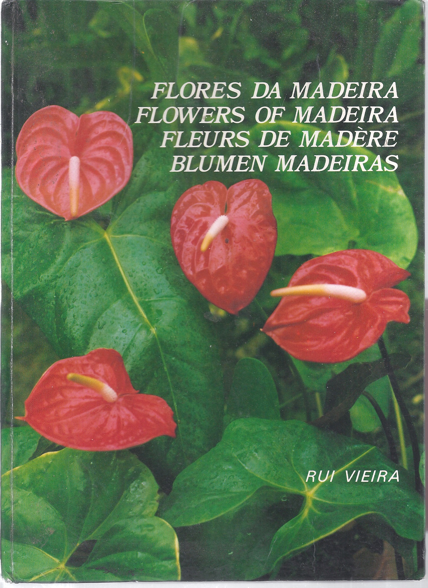 Image for Flores da Madeira = Flowers of Madeira